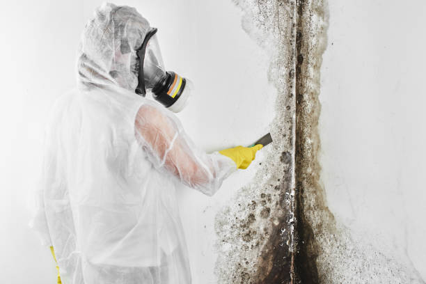Best White Mold Remediation in Sigourney, IA