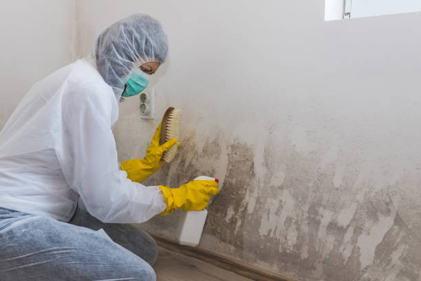 Trusted Sigourney, IA Mold Remediation Experts