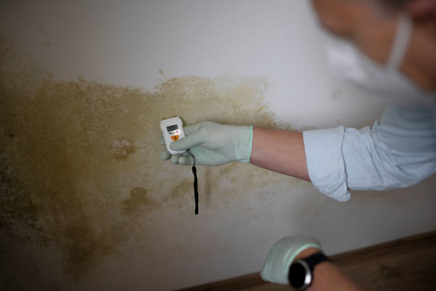 Professional Mold Remediation in Sigourney, IA