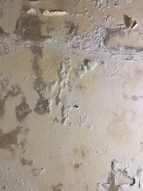 Best Localized Mold Remediation (e.g., coastal areas, humid climates) in Sigourney, IA