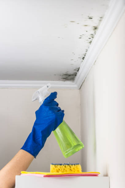 Best Basement Mold Remediation in Sigourney, IA